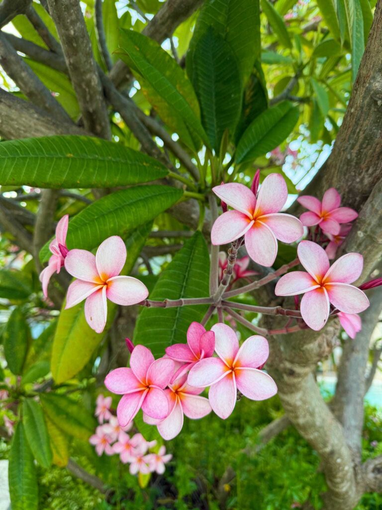 best all inclusive resort in dominican republic secrets cap cana foliage and flowers on property